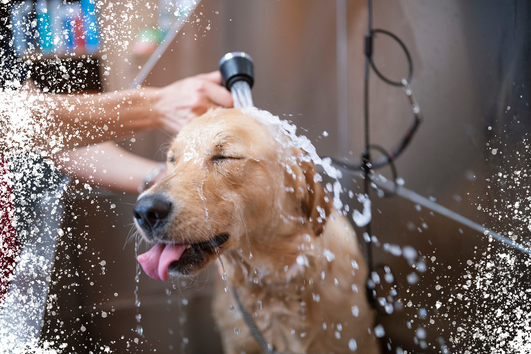 Professional Dog Bathing