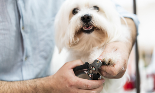 Dog Nail Trimming Service
