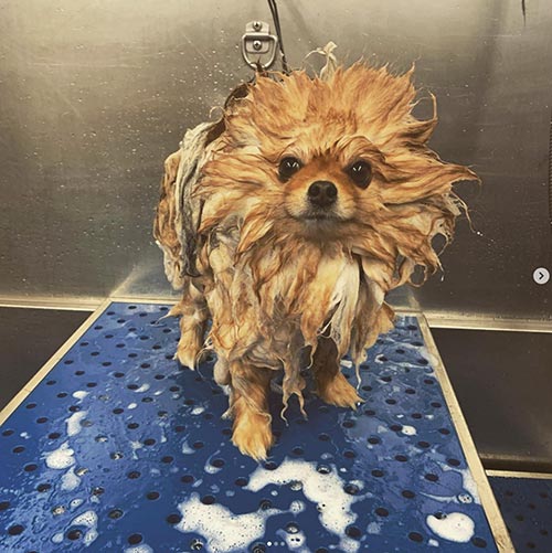 Dog Bath and Brush Service