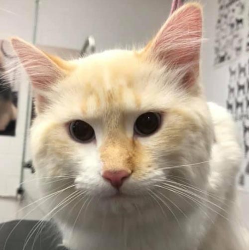 Professional Cat Grooming