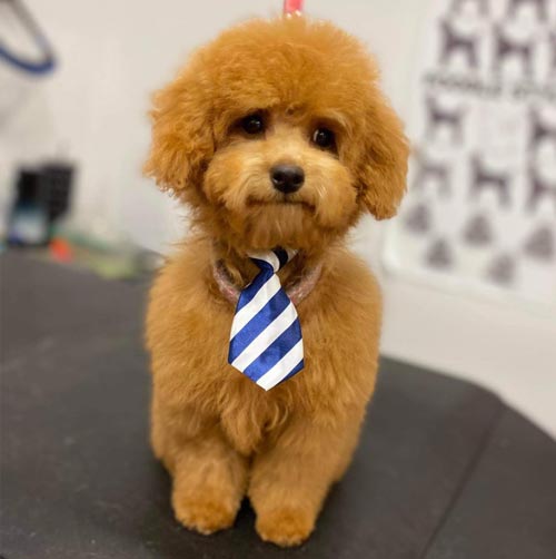 Professional Dog Grooming