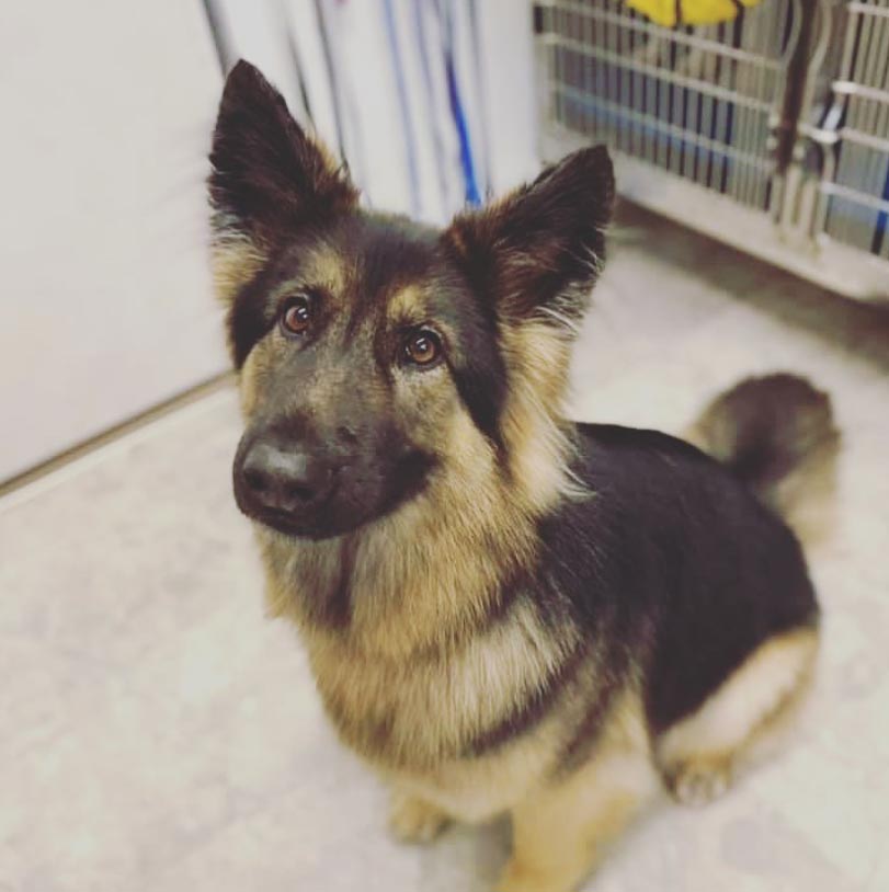 Professional Dog Grooming