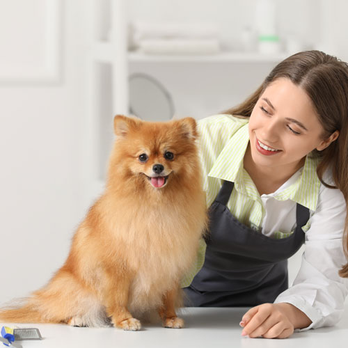 All Breeds Dog Grooming