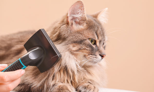 Professional Cat Grooming